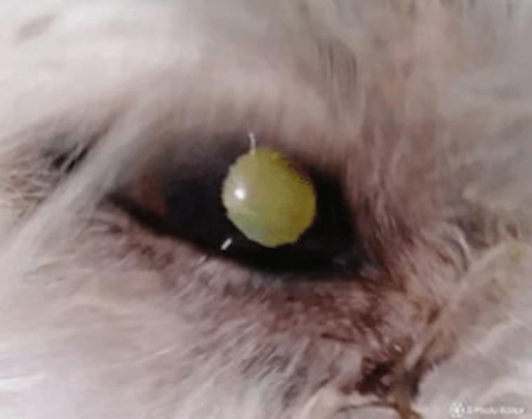 Image of a dog's Cataract Eye