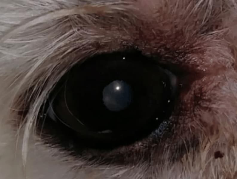 Image of Dog's Eye after a 3 week Scalar Session 